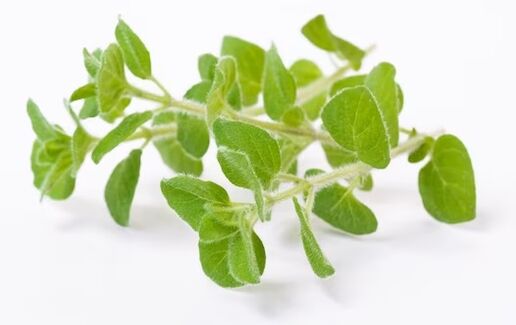 Zxcvbnmqwert contains oregano oil