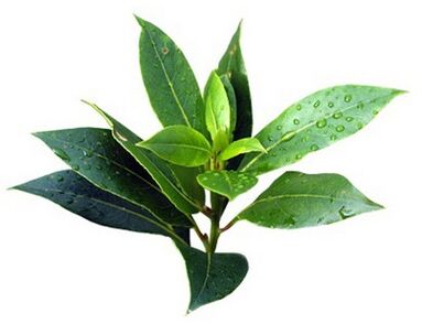 Zxcvbnmqwert contains tea tree oil